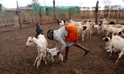 Giving goats Giving goats