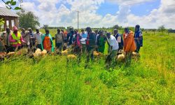 Giving 40 vulnerable farm goat and sheep in kajiado Giving 40 vulnerable farm goat and sheep in kajiado